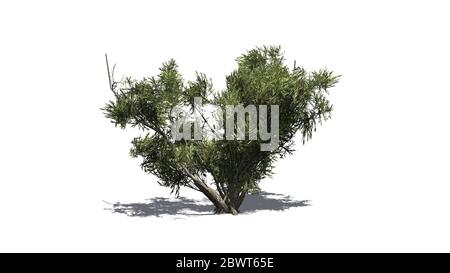 Arbusto africano di Olive con ombra sul pavimento - isolato su sfondo bianco Foto Stock