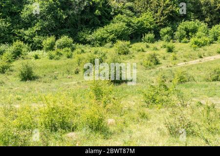 La riserva naturale di Homefield Wood SSSI nel Buckinghamshire, Inghilterra, Regno Unito, un luogo importante per le orchidee rare Foto Stock