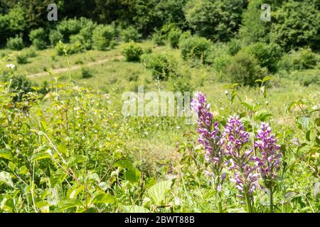 La riserva naturale di Homefield Wood SSSI nel Buckinghamshire, Inghilterra, Regno Unito, un luogo importante per le orchidee rare. Vista con orchidee militari (Orchis militaris). Foto Stock