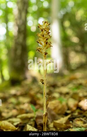 Un raro uccello nido orchidea (Neottia nidus-avis) in bosco a Homefield Wood, una riserva naturale nel Buckinghamshire, Regno Unito Foto Stock