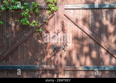 Vecchia porta di legno sopravvolta con edera in autunno colori una porta testurizzata con una chiave selvaggia che cresce su di essa. Cancello rosso vecchio tessuto di legno con una maniglia di una porta di un l Foto Stock