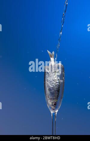 La sardina è un pesce che si trova facilmente nei pescivendoli, è pescato di solito nel Mar Mediterraneo ed è comune nella dieta mediterranea, sano Foto Stock
