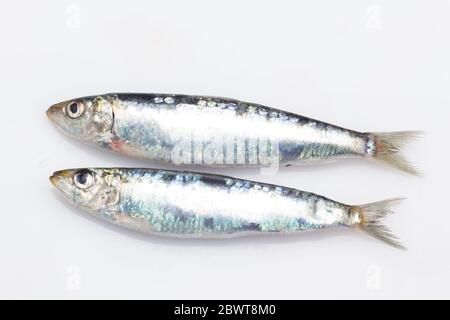 La sardina è un pesce che si trova facilmente nei pescivendoli, è pescato di solito nel Mar Mediterraneo ed è comune nella dieta mediterranea, sano Foto Stock