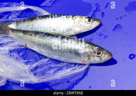 La sardina è un pesce che si trova facilmente nei pescivendoli, è pescato di solito nel Mar Mediterraneo ed è comune nella dieta mediterranea, sano Foto Stock