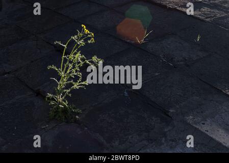 il fiore giallo cresce dall'asfalto, illuminato da un fascio di sole. Concetto visivo della lotta per la vita. Frame illimitati. Sfondo astratto naturale Foto Stock