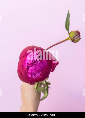 La mano della giovane donna tiene un bel germoglio di peonia rosa fresco su sfondo bianco. Consegna fiori. Foto Stock