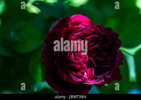 Rose William Shakespeare. Rose Cottage Garden. Foto Stock