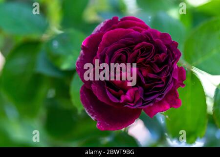 Rose William Shakespeare. Rose Cottage Garden. Foto Stock