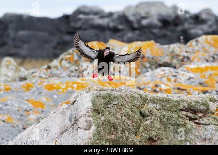 guillemot nero (Cepphus grylle) UK Foto Stock