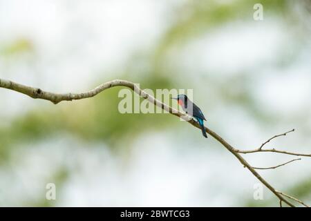 L'ape-mangiatore nero Merops gularis, adulto, arroccato nell'albero, Twifo, Ghana, marzo Foto Stock