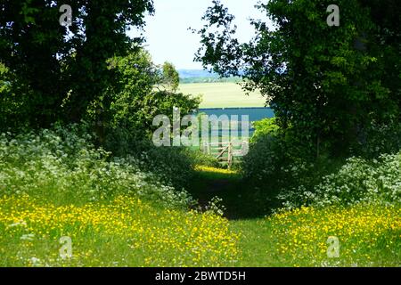 Porta in un prato a Wallington Foto Stock