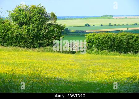 Porta in un prato a Wallington Foto Stock