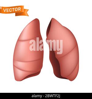 Parte anatomica realistica dei polmoni umani. Illustrazione vettoriale dell'organo interno del sistema respiratorio isolato su sfondo bianco. Può essere utilizzato in pneu Illustrazione Vettoriale