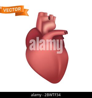 Organo interno del cuore umano. illustrazione vettoriale anatomica 3d realistica isolata su sfondo bianco Illustrazione Vettoriale