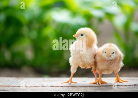 Gruppo di pulcini divertenti per bambini in fattoria Foto Stock