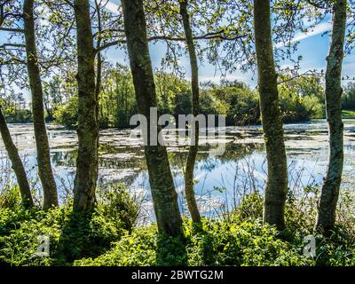 Sole di mattina attraverso un piccolo lago a Swindon, Wiltshire. Foto Stock