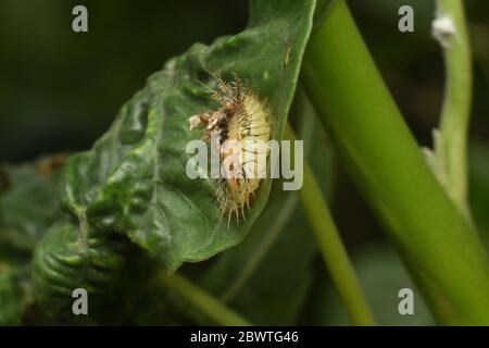 Larva di Beetle tartaruga dorata Foto Stock