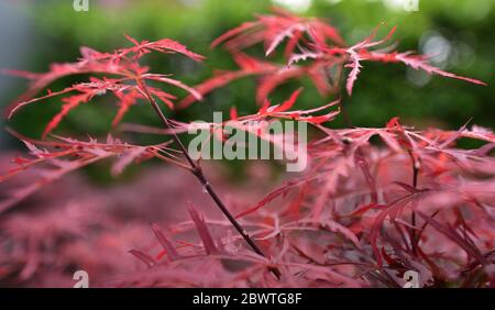 Un piccolo ramo con foglie rosse di acero giapponese Foto Stock