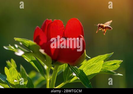 Macro shot di apicoltura paeonia peregrina - Wild Plant shot in primavera. Foto Stock