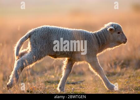 Carino agnelli in esecuzione sul campo in primavera Foto Stock