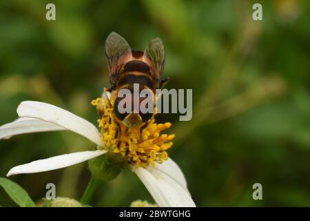 Un hoverfly appollaiato su un tridax daisy flower Foto Stock