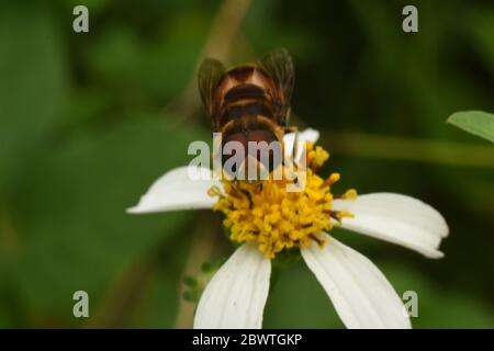 Un hoverfly appollaiato su un tridax daisy flower Foto Stock