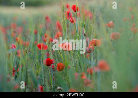 Fiori di papavero rosso che crescono in un raccolto di grano in un campo in Hampshire, Inghilterra Foto Stock