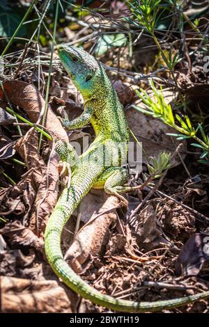 Lucertola Smeralda nei vigneti tedeschi Foto Stock