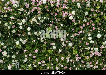 Molte rose su una superficie piana. Foto Stock