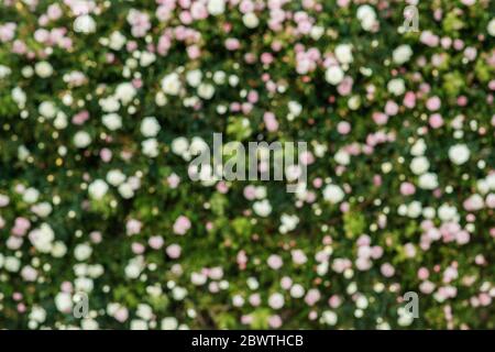 Molte rose su una superficie piana. Foto Stock