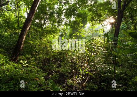 Vegetazione nella lussureggiante foresta pluviale nel parco metropolitano, Panama City, Repubblica di Panama. Foto Stock