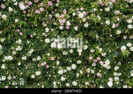 Molte rose su una superficie piana. Foto Stock