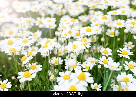 Glade di camomilla o margherite in fiore. Bel prato estivo con camomili. Sfondo floreale. Messa a fuoco selettiva Foto Stock
