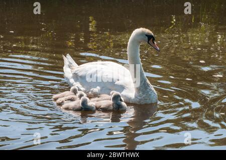 Intorno al Regno Unito - una famiglia di Swans sul canale di Leeds a Liverpool Foto Stock