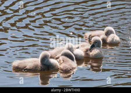 Intorno al Regno Unito - una famiglia di Swans sul canale di Leeds a Liverpool Foto Stock