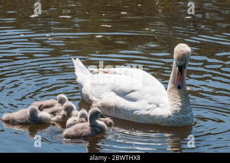 Intorno al Regno Unito - una famiglia di Swans sul canale di Leeds a Liverpool Foto Stock