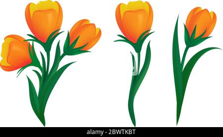 Set di tulipani arancioni in fiore con foglie verdi di forme diverse. Illustrazione vettoriale dei fiori di primavera isolati su sfondo bianco. Può essere utilizzato f Illustrazione Vettoriale