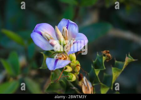 Paesaggio Acanthus Ilicifolius fiore. Messa a fuoco selettiva. Profondità di campo poco profonda. Sfocatura dello sfondo. Foto Stock