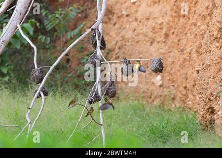 Il tessitore nero di Vieillot Ploceus nigerrimus, adulti, alla colonia di nidificazione, Atewa, Ghana, marzo Foto Stock