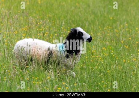 Giovane pecora Giacobbe in piedi in un prato inglese con erba lunga e fiori selvatici Foto Stock