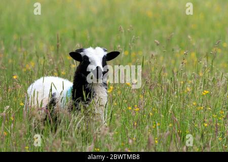 Giovane pecora Giacobbe in piedi in un prato inglese con erba lunga e fiori selvatici Foto Stock