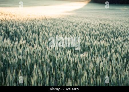 Germania, Baviera, Berg, Rye (Secale cereale) campo all'alba Foto Stock