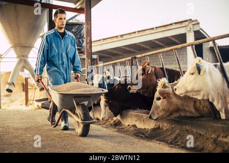 Giovane agricoltore che indossa tuta blu mentre trasporta il carrello con il cibo di vitello nella sua fattoria Foto Stock