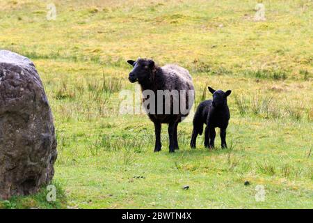 Pecora scozzese di Blackface in piedi in un prato scozzese Foto Stock