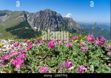 Italia, fiori selvatici fioriscono sui Monti Sibillini con il Monte Bove sullo sfondo Foto Stock