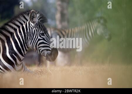Eswatini, Ritratto di Burchells zebra (Equus quagga burchellii) che riposa nel Santuario Naturale di Mlilwane Foto Stock