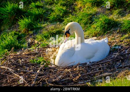 Germania, Ritratto di muto cigno (Cignus olor) seduto nel nido Foto Stock