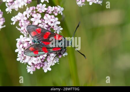 Germania, primo piano di burnett a cinque punti (Zygaena trifolii) che perching su fiori selvatici fioriti Foto Stock