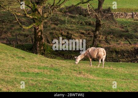 Llama singola che pascolano in un prato scozzese illuminato dal sole Foto Stock