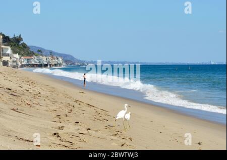 Malibu California 10-11-2018 gru uccelli, persone e surfisti sulla spiaggia Foto Stock